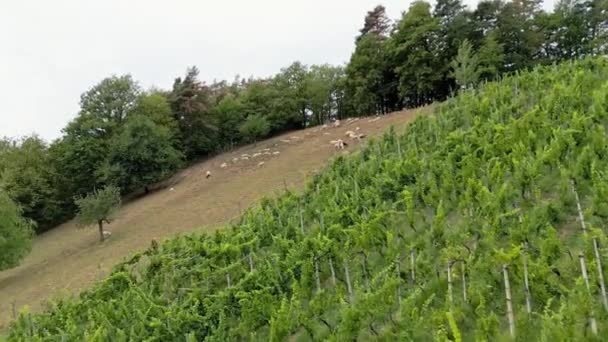 Aerial View Vineyard Country Side Slovenia Cloudy Day Grape Vines — Vídeo de stock