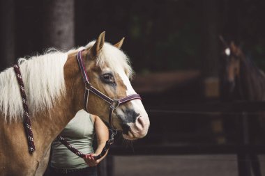 Güzel kahverengi at ahırının önünde ata binmeye hazır bekliyor. Görkemli bir hayvan, Slovenya 'da bir çiftlikte bir at. 