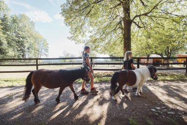 Children walking with ponies, small horses, holding them for a leash. Cute mini horses walking with children on the ranch.