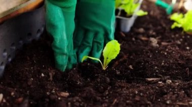Caucasian woman gardening outdoors in her garden with raised garden beds. Woman growing vegetables for her own consumption, home produced and organic.