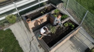 Caucasian women gardening outdoors in the garden with raised garden beds. Women growing vegetables for own consumption, home produced and organic. 