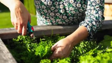 Caucasian woman gardening outdoors in her garden with raised garden beds. Woman growing vegetables for her own consumption, home produced and organic.