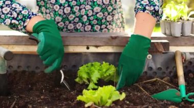 Caucasian woman gardening outdoors in her garden with raised garden beds. Woman growing vegetables for her own consumption, home produced and organic.
