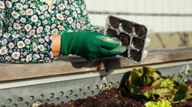 Caucasian woman gardening outdoors in her garden with raised garden beds. Woman growing vegetables for her own consumption, home produced and organic.