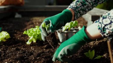 Caucasian woman gardening outdoors in her garden with raised garden beds. Woman growing vegetables for her own consumption, home produced and organic.