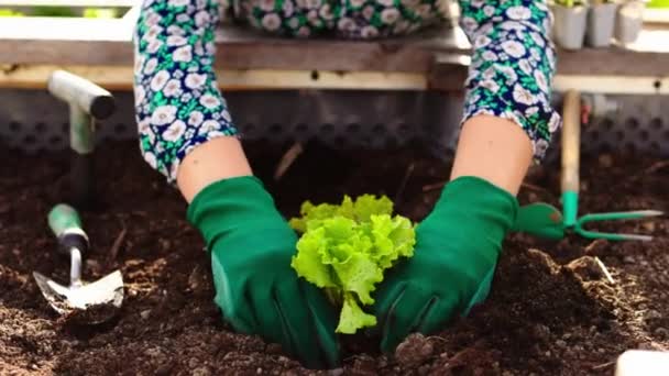 Caucasian Woman Gardening Outdoors Her Garden Raised Garden Beds Woman — Wideo stockowe