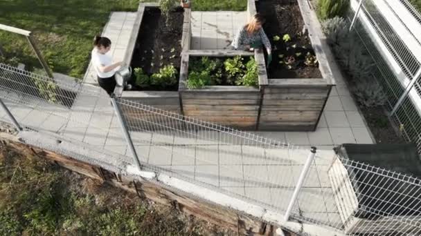 Caucasian Women Gardening Outdoors Garden Raised Garden Beds Women Growing — Stock Video