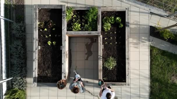 Caucasian Women Gardening Outdoors Garden Raised Garden Beds Women Growing — Video