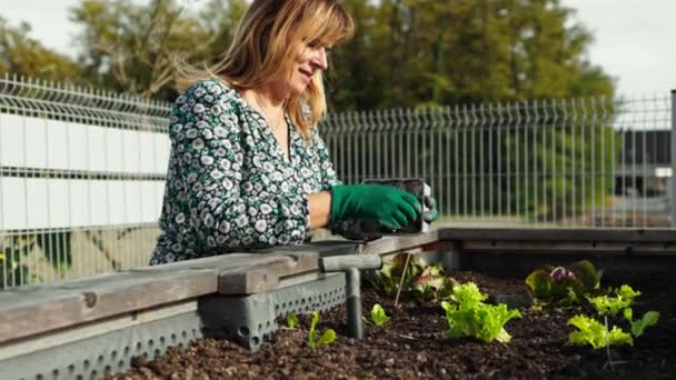 育てられた庭のベッドと彼女の庭で屋外の白人女性の園芸 自分の消費のために野菜を栽培する女性 自家製と有機 — ストック動画