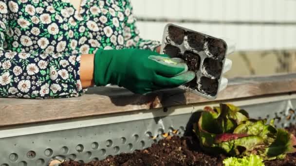 白种人女人在花园的室外园艺 有凸起的花园床 妇女种植供自己消费的蔬菜 自制蔬菜和有机蔬菜 — 图库视频影像
