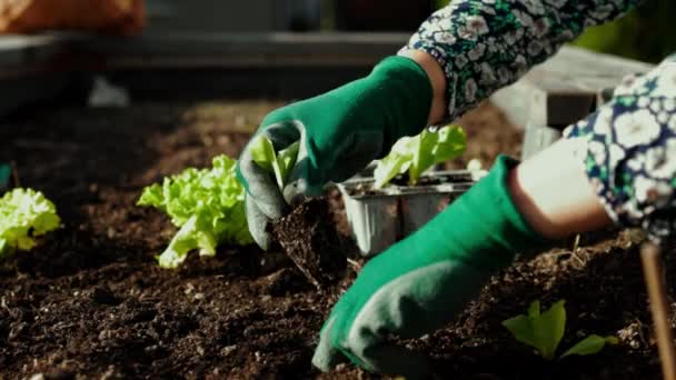 白种人女人在花园的室外园艺 有凸起的花园床 妇女种植供自己消费的蔬菜 自制蔬菜和有机蔬菜 — 图库视频影像