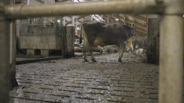 Dairy cows living on a dairy farm, dirty floors inside the stable where the cows live. Dairy farm. 