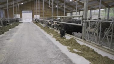 A line full of dairy cows behind the fence, eating hay for lunch. Dairy cows at the dairy farm.