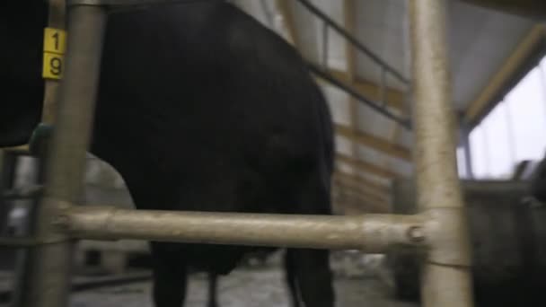 在奶牛场 好奇的奶牛走进挤奶机 — 图库视频影像