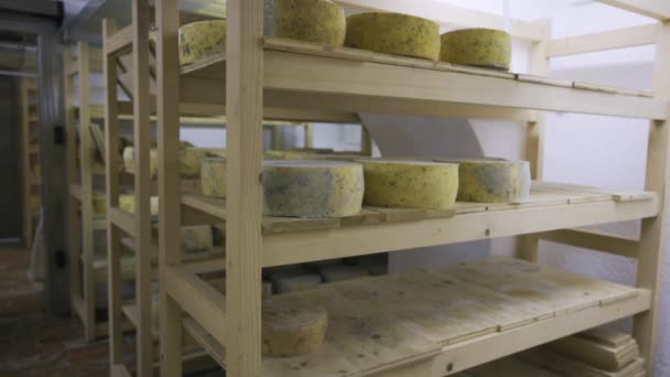 Wheels Cheese Drying Cheese Drying Room Dairy Factory Cheese Wooden — Stock video