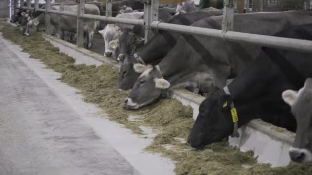 Лінія Повна Молочних Корів Парканом Їсть Сіно Обід Молочні Корови — стокове відео