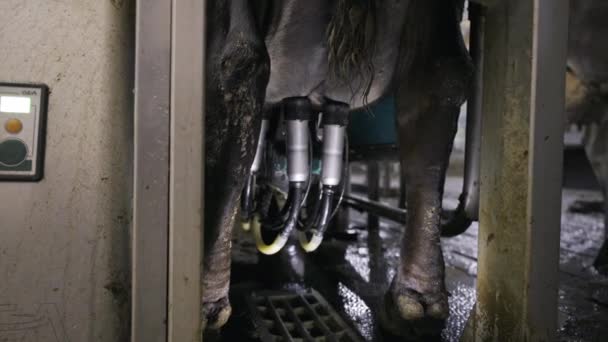 酪農場で牛乳を搾った搾乳機の映像を閉じます — ストック動画