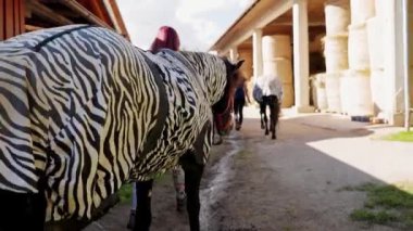 Caucasian woman working at the ranch, training and taking care of horses, walking with a horse, who is wearing a special protective coat with zebra pattern. 