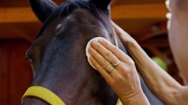 Senior woman taking care of a sick horse with inflamed eyes. Woman using a damp cotton wool to gently remove debris and clean the horses eyes. 