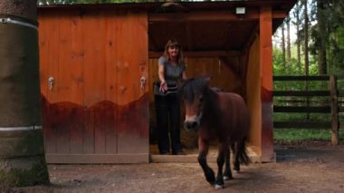 Caucasian woman and her small horse, a pony. Woman grooming the horse, brushing his hair, taking him to the sables. Life on a horse ranch in the countryside. 