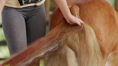 Caucasian woman and her small horse, a pony. Woman grooming the horse, brushing his tail hair. Life on a horse ranch in the countryside. 