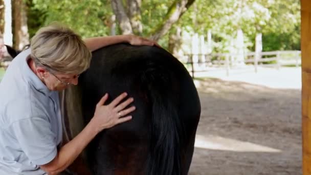 Waist Senior Woman Petting Horse Cleaning Dust Him Taking Care — Vídeo de Stock