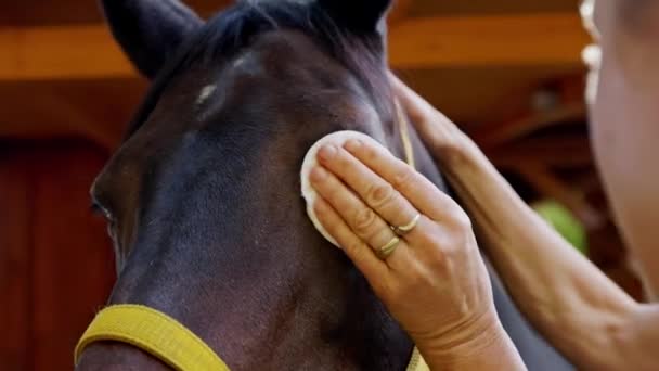 Senior Woman Taking Care Sick Horse Inflamed Eyes Woman Using — Vídeo de Stock