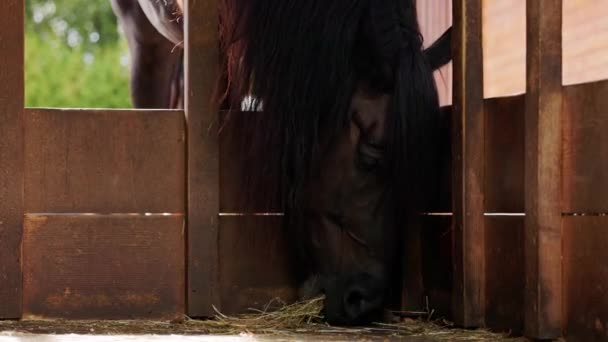 Beautiful Dark Brown Horse Eating Hay Floor Ranch Close Horse — Stockvideo