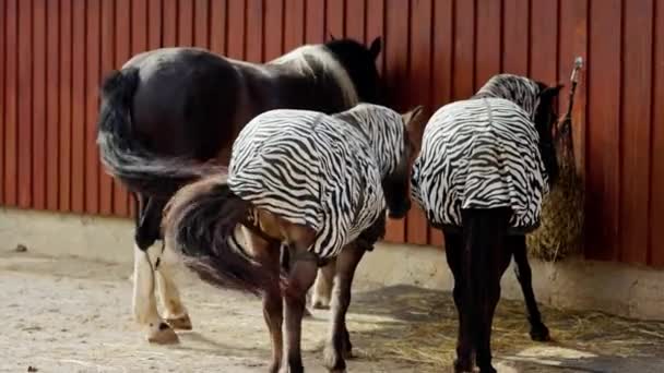 Two Horses Protective Zebra Print Coat Walking Ranch Two Horses — Stock Video