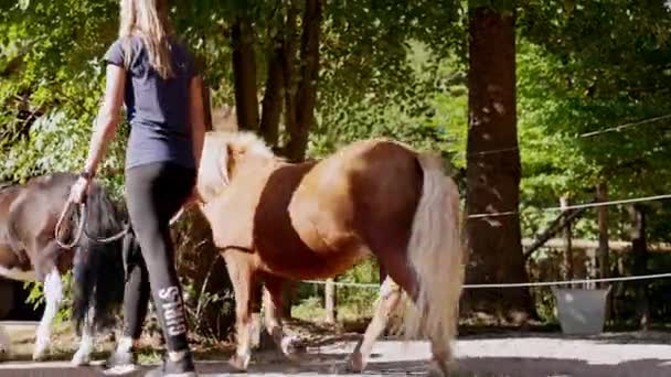 Caucasian Young Girls Walking Ponies Ranch Taking Them Ride — Vídeo de stock