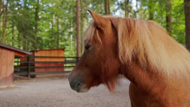 Beautiful Brown Horse Ranch Somewhere Slovenias Country Side Living His — Video