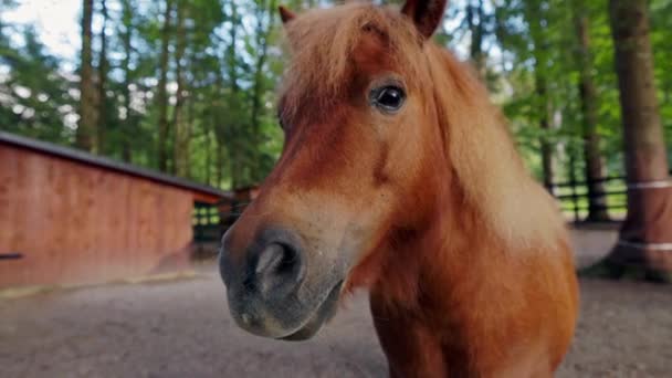 スロベニアの田舎のどこかで牧場の美しい茶色の馬が彼の最高の生活を送っています スローモーション映像 — ストック動画