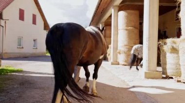 Caucasian woman working at the ranch, training and taking care of horses, walking with a horse, view from the back.