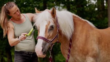 Caucasian woman and her horse. Woman grooming the horse, brushing his hair. Life on a horse ranch in the countryside. 