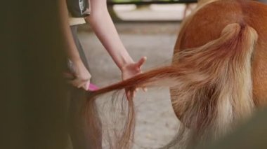 Caucasian woman and her small horse, a pony. Woman grooming the horse, brushing his tail hair. Life on a horse ranch in the countryside. 