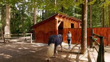 Caucasian woman trainer walking with a blonde horse on the ranch taking him for a ride. 