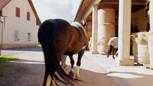 Caucasian Woman Working Ranch Training Taking Care Horses Walking Horse — Video