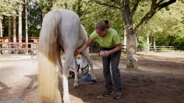 馬の太ももの内側に治癒クリームを適用し 馬の世話を白人女性は 彼は傷を持っています — ストック動画