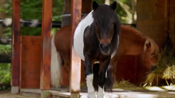 Dua Kuda Poni Kecil Makan Jerami Kandang Mereka Bersembunyi Tempat — Stok Video