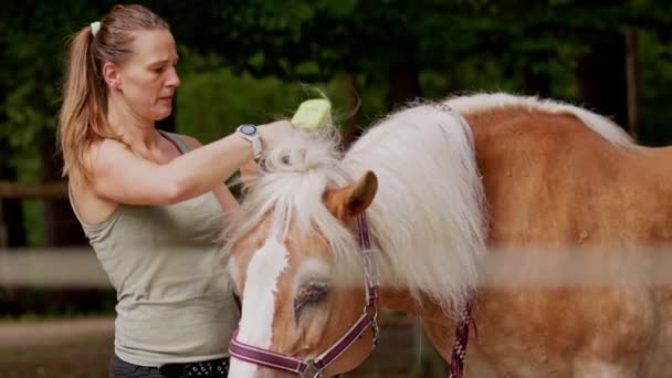 Caucasian Woman Her Horse Woman Grooming Horse Brushing His Hair — Stock Video