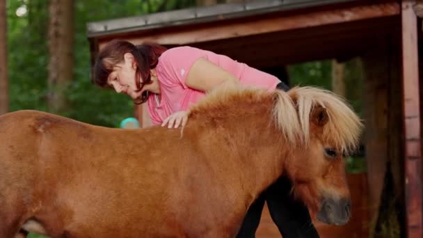 Caucasian Woman Her Small Horse Pony Woman Grooming Horse Brushing — Video