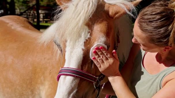 Waist Caucasian Woman Cleaning Horses Eyes Wet Cloth Gently Scrubbing — Video Stock