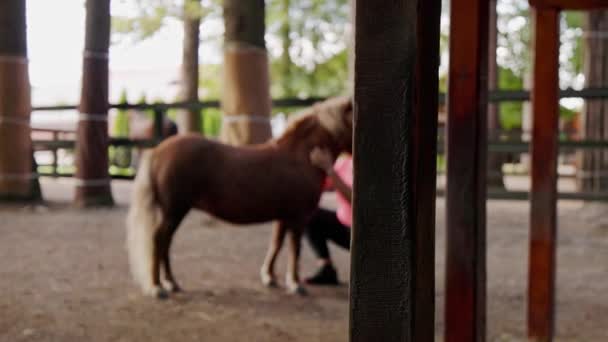 白人女性と彼女の小さな馬 ポニー 馬を身づくろい 髪をブラッシングし 彼をサブルに連れて行く女性 田舎の牧場での生活 — ストック動画