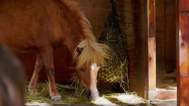 Pony Eating Hay Stable Hiding Shade Hot Summer Day Ranch — Stock Video