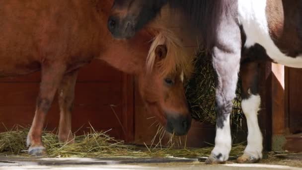 Two Little Ponies Eating Hay Stable Hiding Shade Hot Summer — Stock Video
