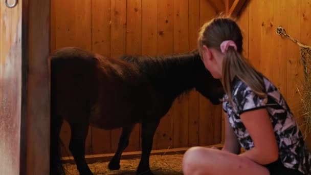 Young Caucasian Girl Her Small Horse Pony Girl Grooming Horse — Stock Video