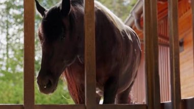Beautiful dark brown horse walking by the fence searching for hay. Life at the ranch.