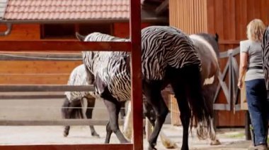 A horse with a protective zebra print coat walking around the ranch. One of the horses wearing a special coat, because of his skin allergy. 