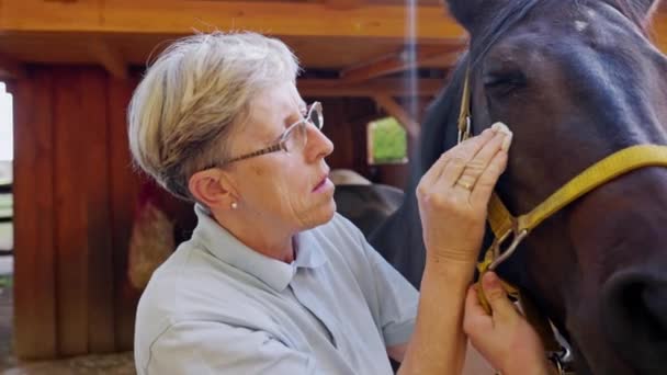 Μια Ηλικιωμένη Που Φροντίζει Ένα Άρρωστο Άλογο Φλεγόμενα Μάτια Γυναίκα — Αρχείο Βίντεο