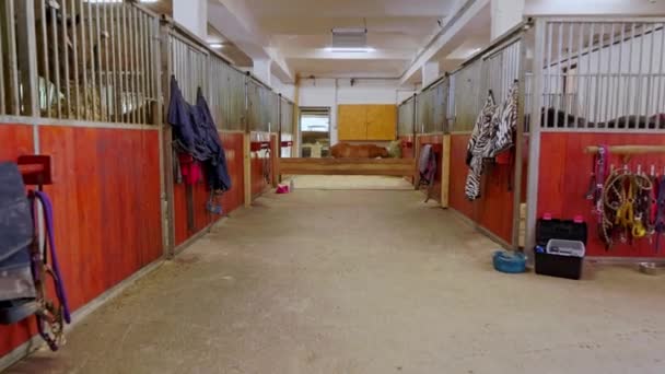 Μια Βόλτα Μέσα Στάβλους Αλόγων Στο Ράντσο Άλογα Χαλαρώνουν Τρώνε — Αρχείο Βίντεο